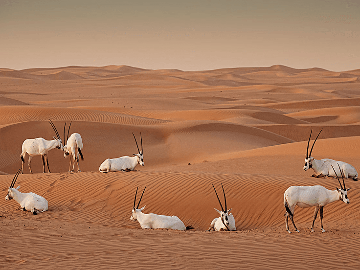 Visit the Dubai Desert Conservation Reserve