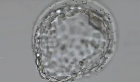 Fertility Center Erlangen - Image 3